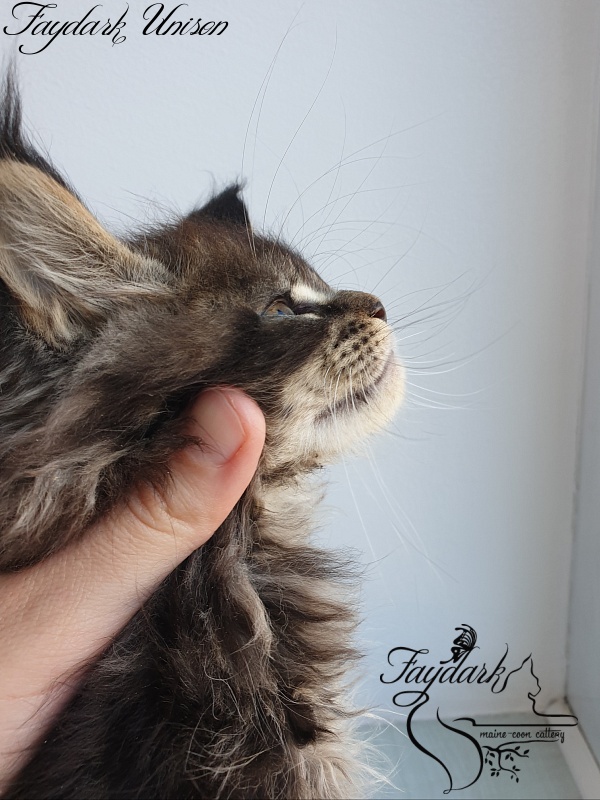 Faydark Unison - Kitten maine-coon 1 month 3 weeks