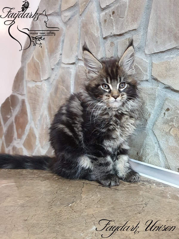 Faydark Unison - Kitten maine-coon 2 months 0.5 weeks