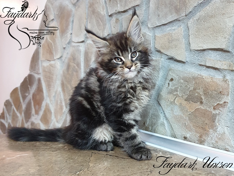 Faydark Unison - Kitten maine-coon 2 months 0.5 weeks