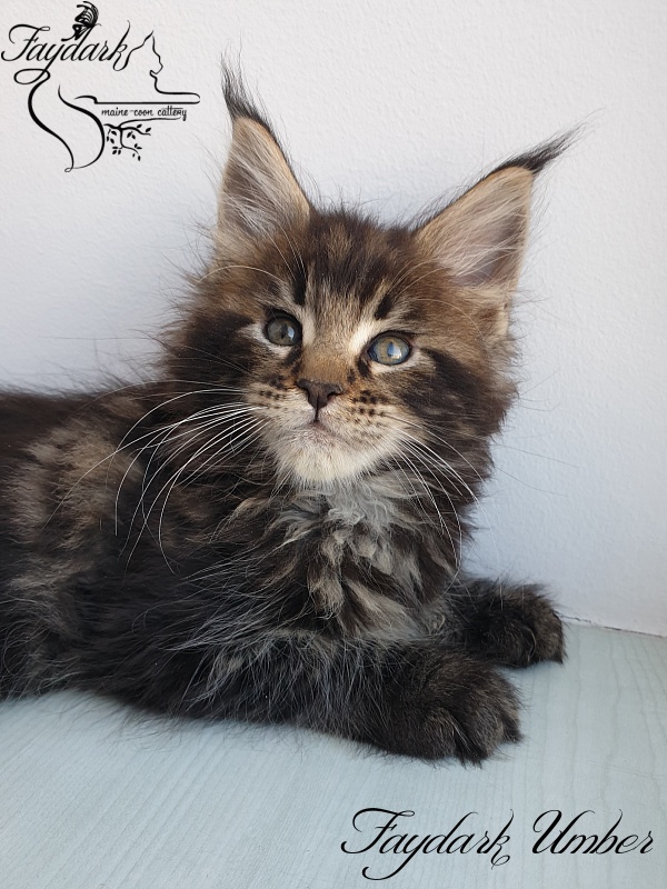Faydark Umber - Kitten maine-coon 1 month 3 weeks