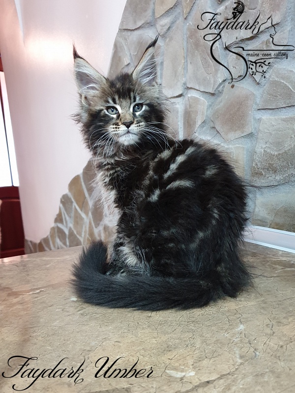 Faydark Umber - Kitten maine-coon 2 months 0.5 weeks