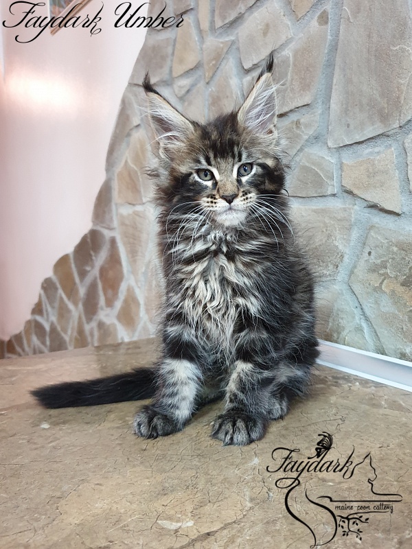 Faydark Umber - Kitten maine-coon 2 months 0.5 weeks