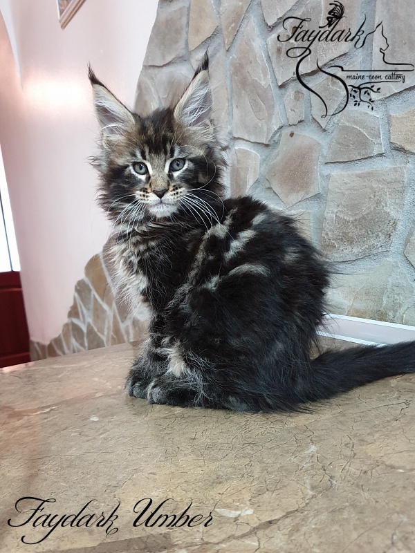 Faydark Umber - Kitten maine-coon 2 months 0.5 weeks