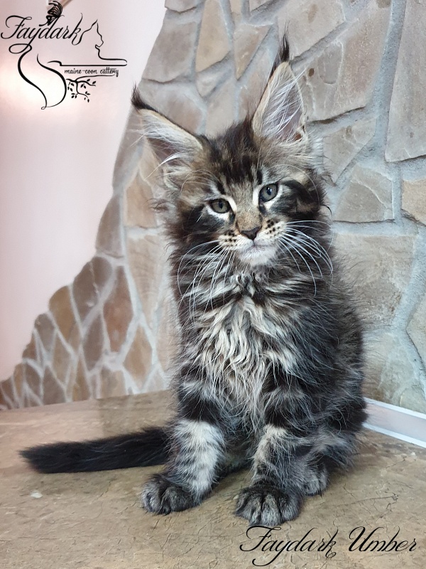 Faydark Umber - Kitten maine-coon 2 months 0.5 weeks