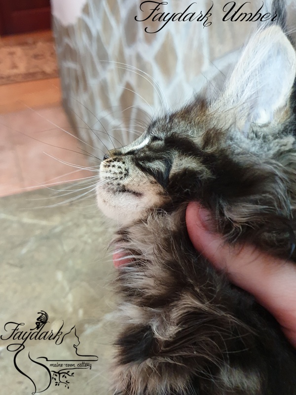 Faydark Umber - Kitten maine-coon 2 months 0.5 weeks