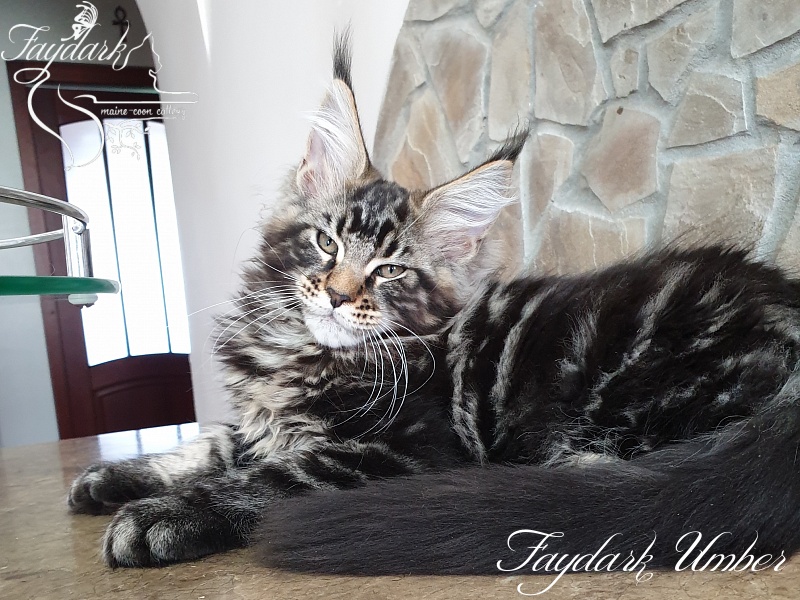 Faydark Umber - Kitten maine-coon 3 months 0.5 weeks
