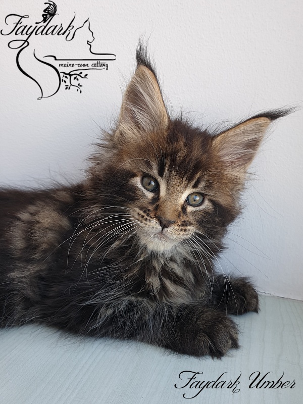 Faydark Umber - Kitten maine-coon 1 month 3 weeks