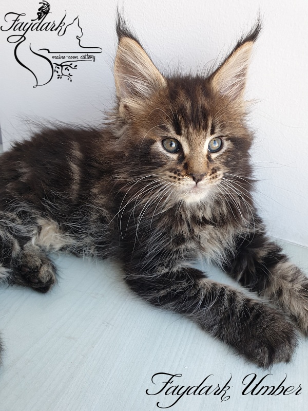 Faydark Umber - Kitten maine-coon 1 month 3 weeks