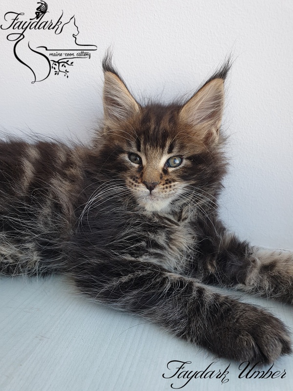 Faydark Umber - Kitten maine-coon 1 month 3 weeks