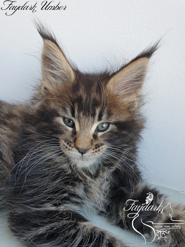 Faydark Umber - Kitten maine-coon 1 month 3 weeks