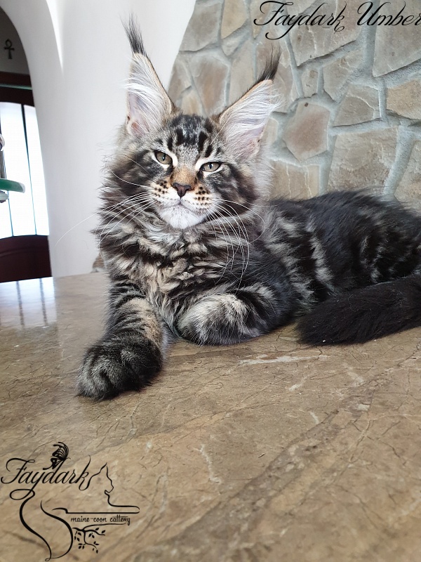 Faydark Umber - Kitten maine-coon 3 months 0.5 weeks