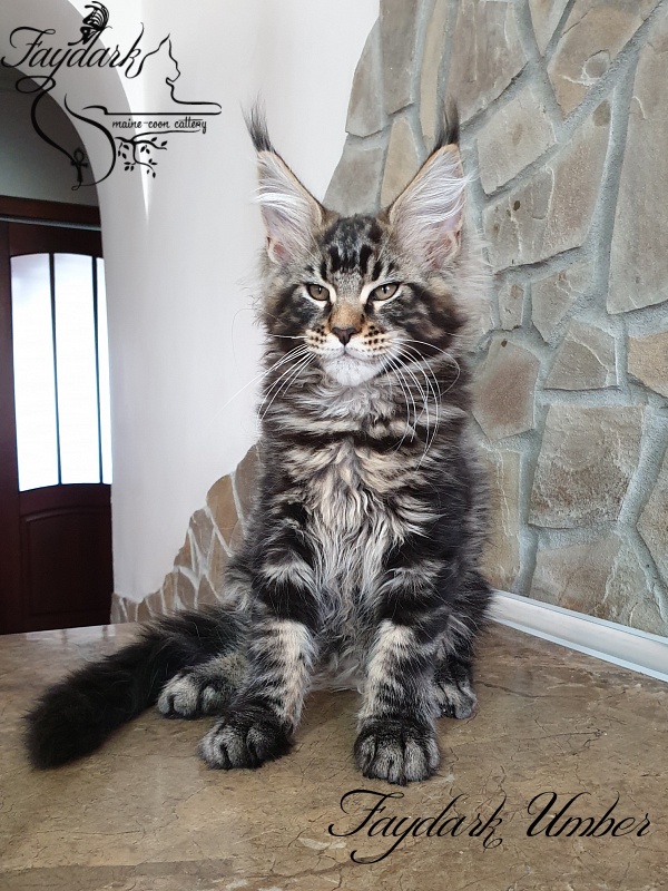 Faydark Umber - Kitten maine-coon 3 months 0.5 weeks