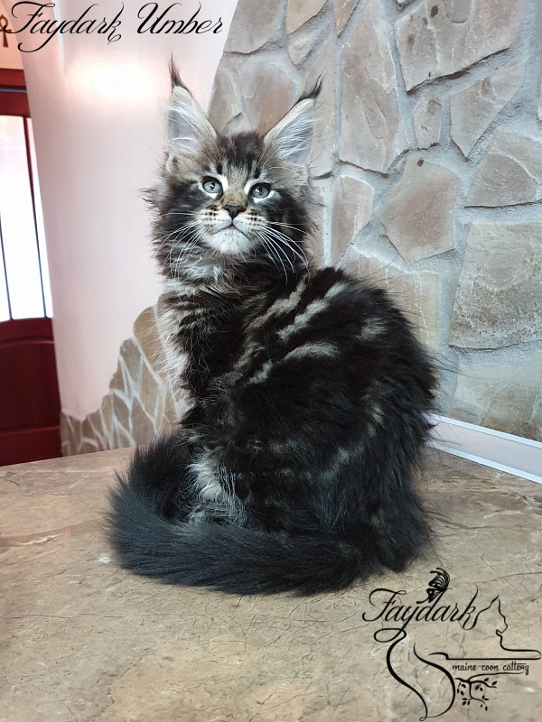 Faydark Umber - Kitten maine-coon 2 months 0.5 weeks