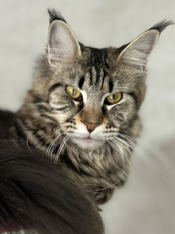 Bodiamlife Isabell - Adult maine-coon 2 years 4 months 1.5 week