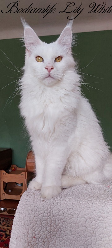 Bodiamlife Lily White - Adult maine-coon 2 years 1 month 1 week