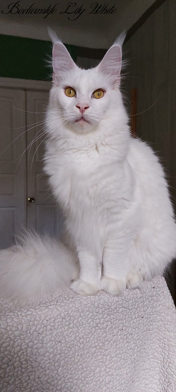 Bodiamlife Lily White - Adult maine-coon 2 years 1 month 1 week
