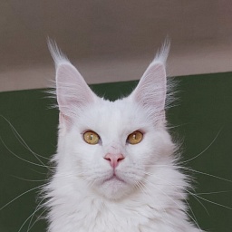 Bodiamlife Lily White