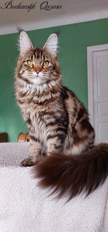 Bodiamlife Qarma - Adult maine-coon 1 year 4 months 1.5 week