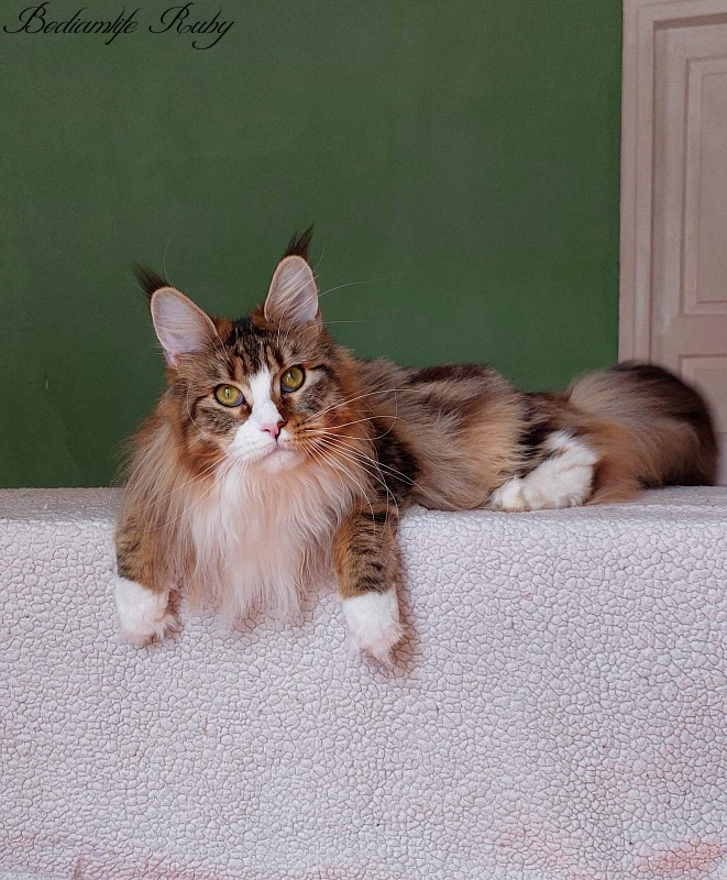 Bodiamlife Ruby - Adult maine-coon 1 year 6 months 2.5 weeks