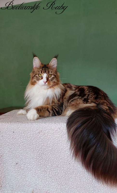 Bodiamlife Ruby - Adult maine-coon 1 year 6 months 2.5 weeks