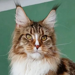 Bodiamlife RamPamPam