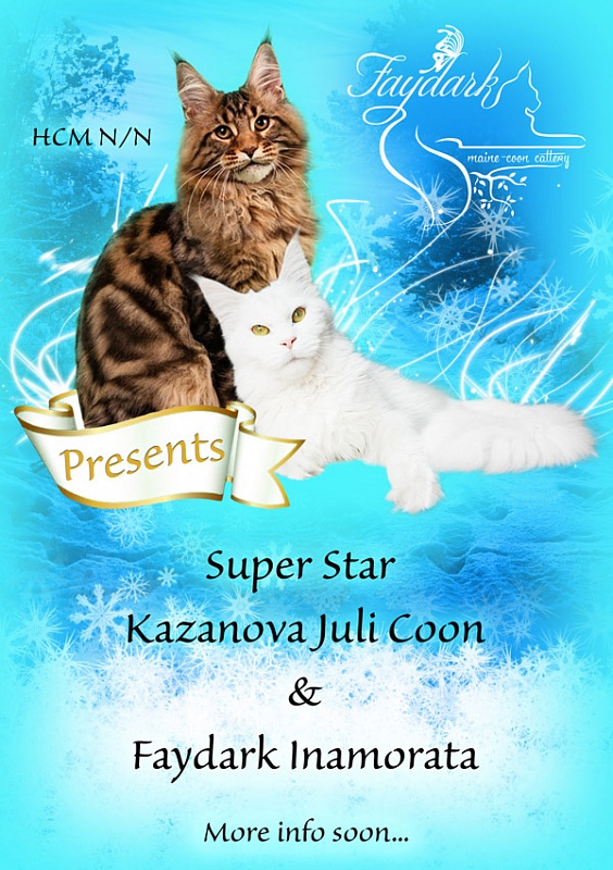 maine-coon kittens