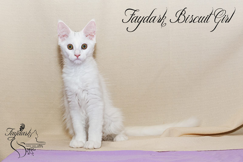 Faydark Biscuit Girl - Kitten maine-coon 3.5 months