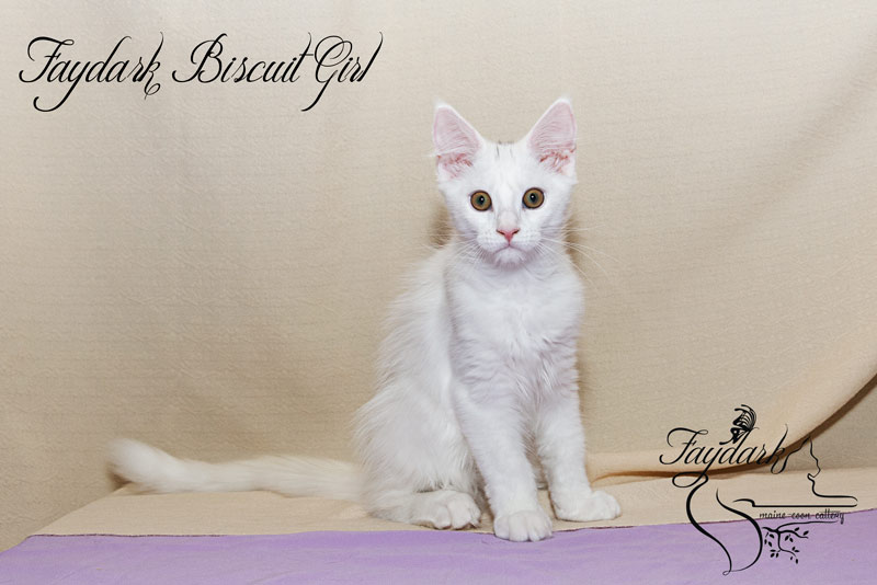 Faydark Biscuit Girl - Kitten maine-coon 3.5 months
