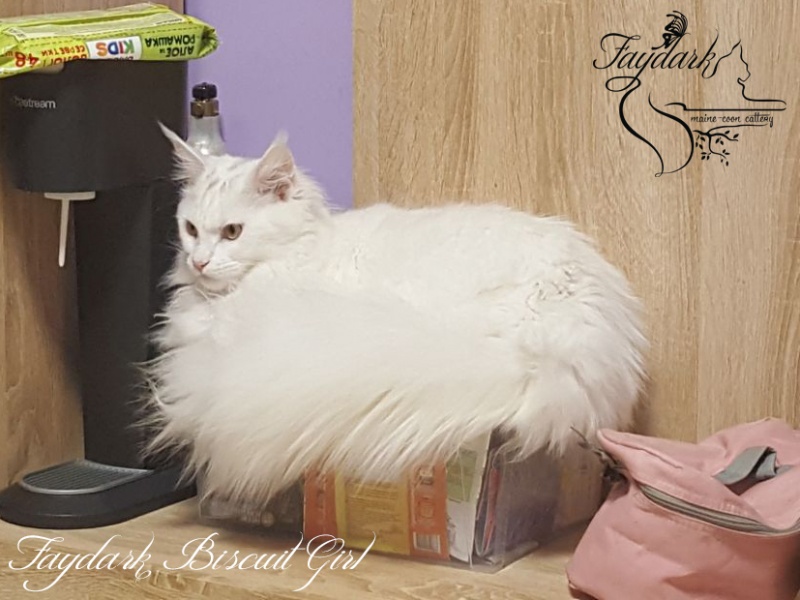Faydark Biscuit Girl - Adult maine-coon 11 months