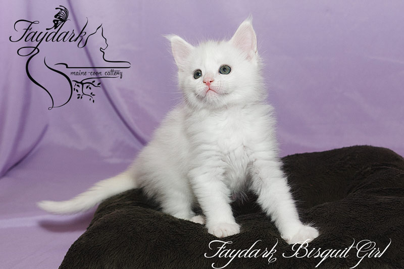 Faydark Biscuit Girl - Kitten maine-coon 1 month 2 weeks