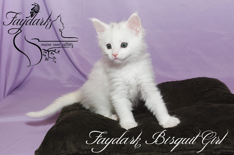 Faydark Biscuit Girl - Kitten maine-coon 1 month 2 weeks