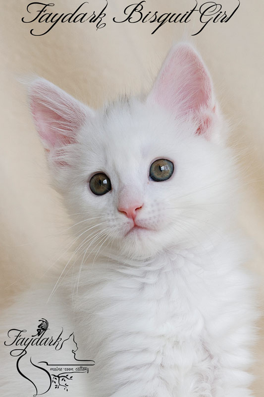 Faydark Biscuit Girl - Kitten maine-coon 2 months