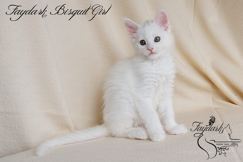 Faydark Biscuit Girl - Kitten maine-coon 2 months
