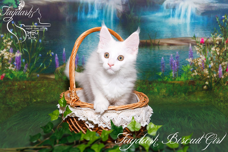 Faydark Biscuit Girl - Kitten maine-coon 2.5 months