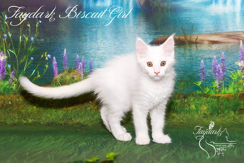 Faydark Biscuit Girl - Kitten maine-coon 2.5 months