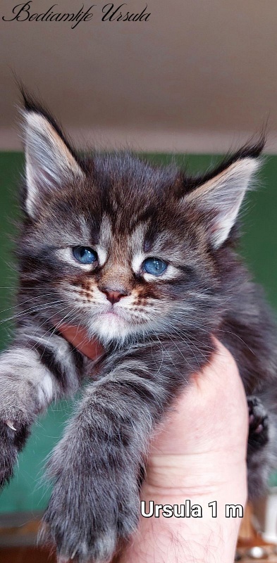 Bodiamlife Ursula - Котенок мейн-кун 1 месяц 1 неделя