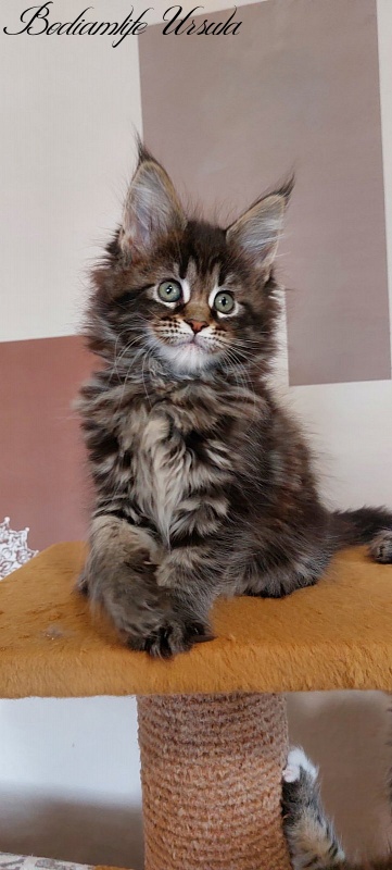 Bodiamlife Ursula - Котенок мейн-кун 2 месяца 1 неделя