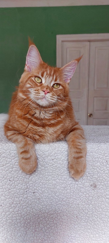 Velvet King Polumna - Adult maine-coon 11 months 1 week