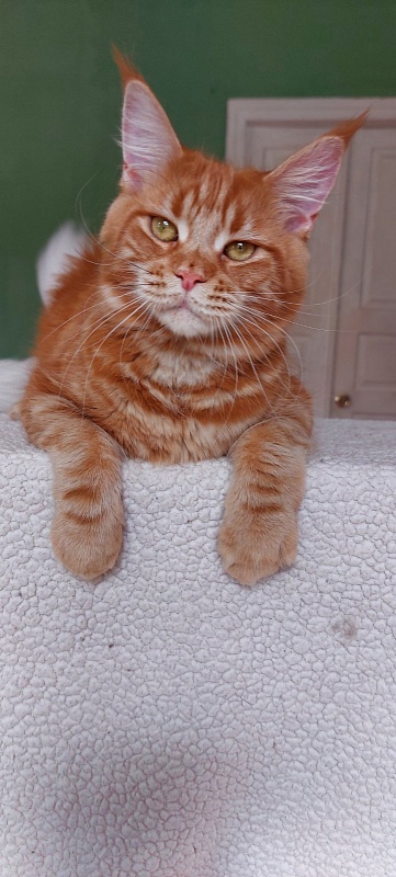 Velvet King Polumna - Adult maine-coon 11 months 1 week