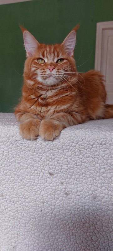 Velvet King Polumna - Adult maine-coon 11 months 1 week