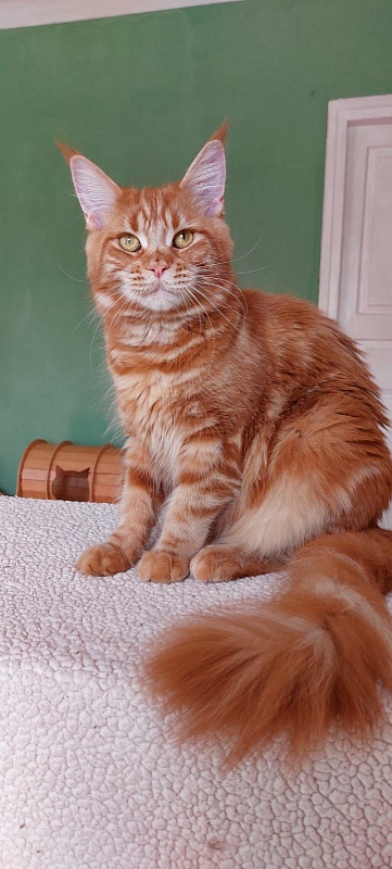 Velvet King Polumna - Adult maine-coon 11 months 1 week