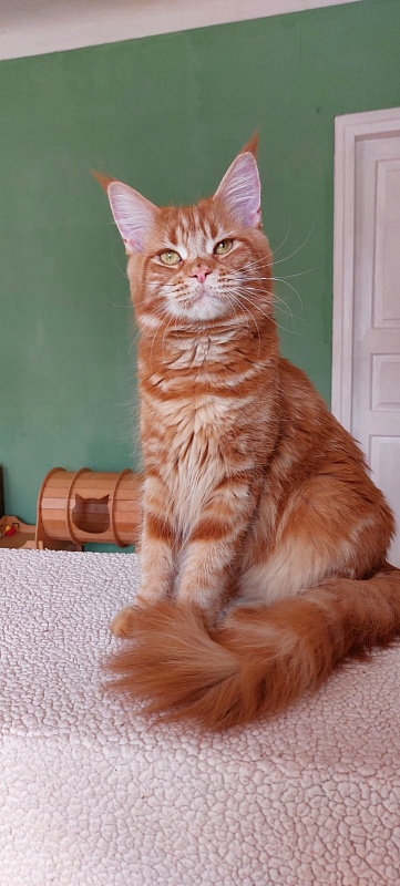 Velvet King Polumna - Adult maine-coon 11 months 1 week
