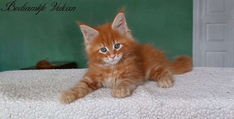 Bodiamlife Vulcan - Котенок мейн-кун 1 месяц 3 недели