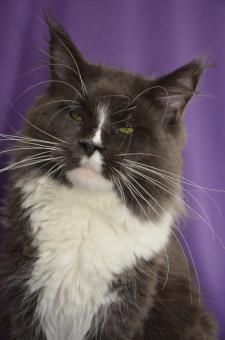 Pillowtalk's Why Not - maine-coon