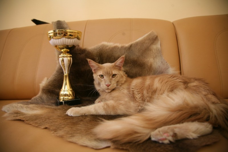Gary vom Pommerland - maine-coon