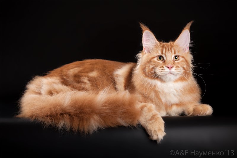 Energy of Light Elizabetcoon - maine-coon