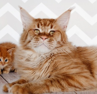 ElitePlanet Favorit of Waldhuter - maine-coon