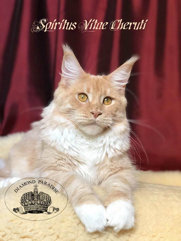 Spiritus Vitae Cheruti - Adult maine-coon 1 year
