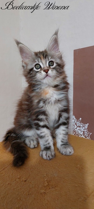 Bodiamlife Winona - Котенок мейн-кун 2 месяца