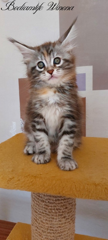 Bodiamlife Winona - Котенок мейн-кун 2 месяца